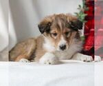 Small Photo #4 Shetland Sheepdog Puppy For Sale in MANHEIM, PA, USA