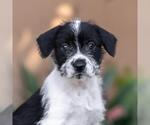 Small Jack Russell Terrier Mix