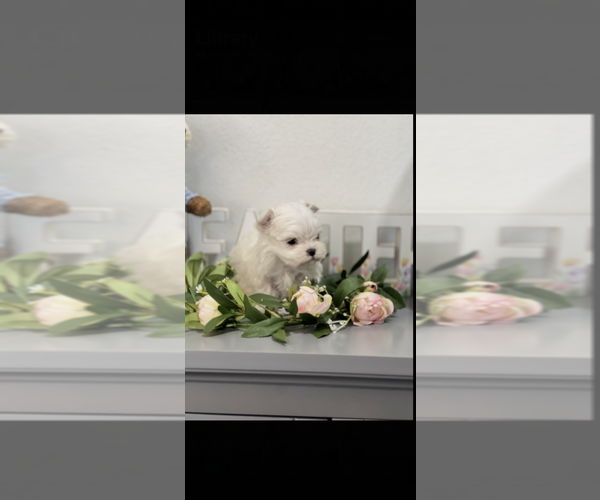 Medium Photo #2 Maltese Puppy For Sale in NILES, MI, USA