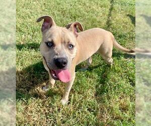 Staffordshire Bull Terrier-Unknown Mix Dogs for adoption in Pasadena, TX, USA