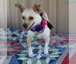Small #1 Chihuahua