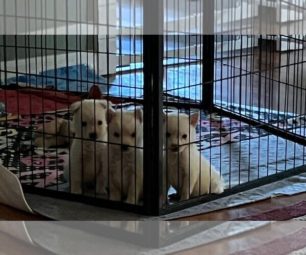 Medium Photo #1 Mutt Puppy For Sale in Jackson Township, NJ, USA