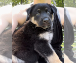 Small Photo #8 German Shepherd Dog Puppy For Sale in E LAURINBURG, NC, USA