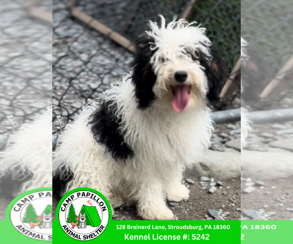 Medium Photo #1 Bernese Mountain Dog Puppy For Sale in Stroudsburg, PA, USA