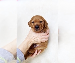 Labrador Retriever Puppy for sale in RIVERSIDE, CA, USA