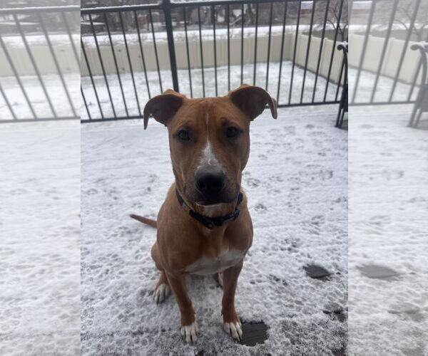Medium Photo #6 Boxador Puppy For Sale in MIDWAY, UT, USA