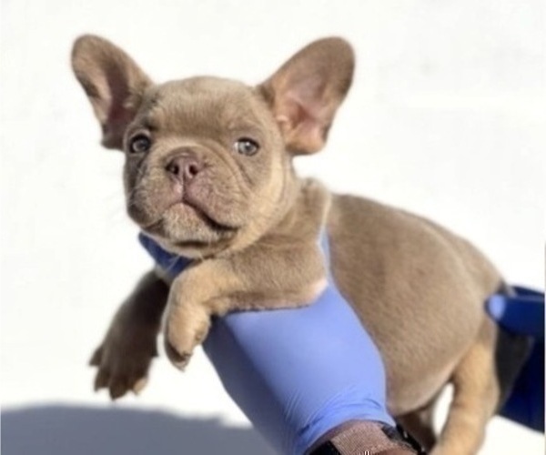 Medium Photo #2 French Bulldog Puppy For Sale in TAMPA, FL, USA