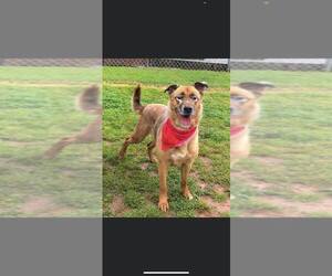 DRAKO - Male Mutt Dog for Adoption - Photo #13