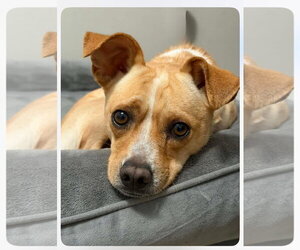 Chihuahua-Unknown Mix Dogs for adoption in New London, WI, USA