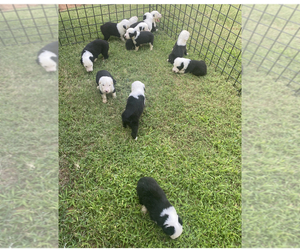 Old English Sheepdog Puppy for sale in OKC, OK, USA