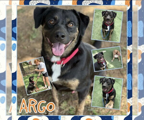 Medium Photo #3 Labrottie Puppy For Sale in St. Louis Park, MN, USA