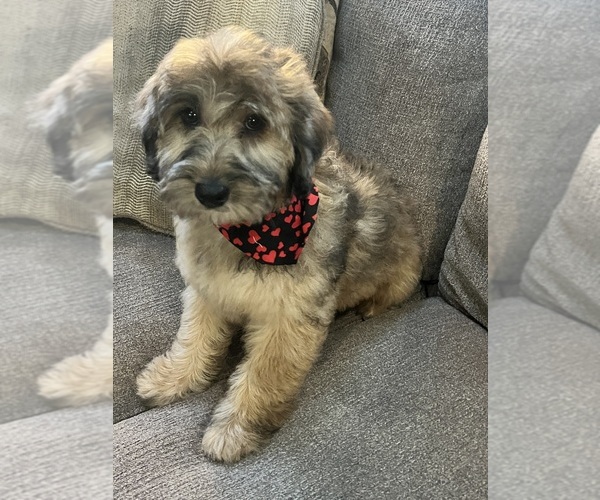 Medium Photo #2 Whoodle (Miniature) Puppy For Sale in RICHMOND, IL, USA