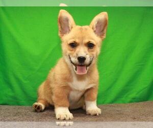 Pembroke Welsh Corgi Puppy for sale in SHAWNEE, OK, USA