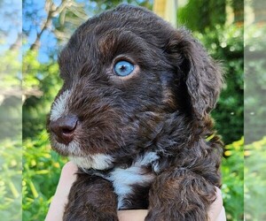 F2 Aussiedoodle Puppy for sale in COLUMBIA, TN, USA