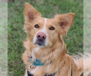 Border Collie-Golden Retriever Mix Dogs for adoption in Fargo, ND, USA