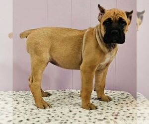 Cane Corso Puppy for sale in NASHVILLE, TN, USA