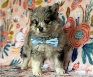 Pomsky-Shiba Inu Mix Puppy for sale in LANCASTER, PA, USA