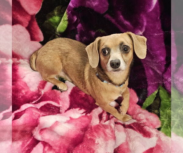 Medium Photo #4 Chiweenie Puppy For Sale in Oakhurst, NJ, USA