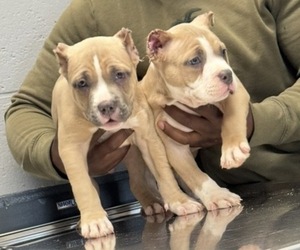 American Bully Puppy for sale in JACKSONVILLE, IL, USA