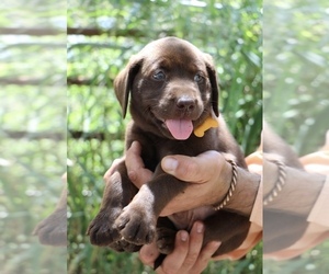 Labrador Retriever Puppy for sale in AUSTIN, TX, USA