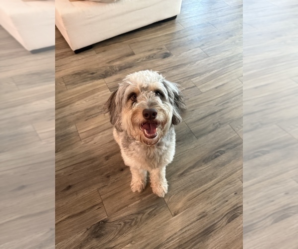 Medium Photo #1 Goldendoodle (Miniature) Puppy For Sale in FORT MYERS, FL, USA