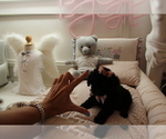 Small Poodle (Toy)