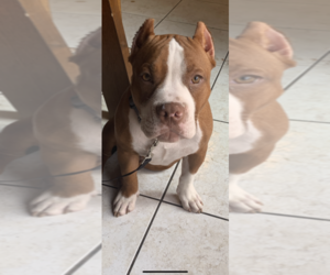 American Bully Mikelands  Puppy for sale in SAN ANTONIO, TX, USA