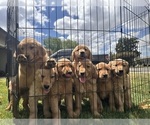 Small Golden Retriever