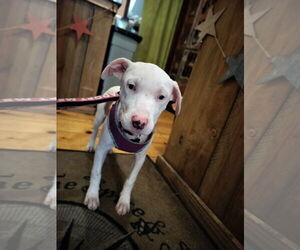 Tower - Female Catahoula Leopard Dog-Unknown Mix Dog for Adoption - Photo #5