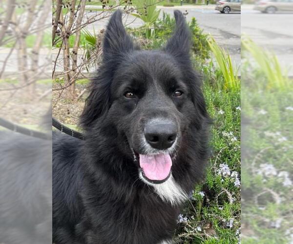 Medium Photo #2 Shollie Puppy For Sale in Woodland, CA, USA