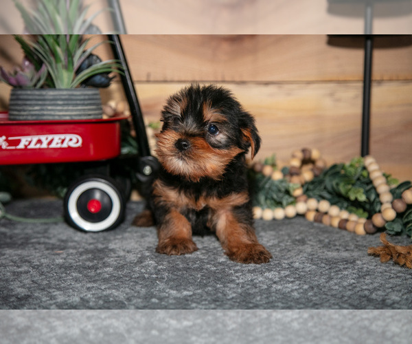 Medium Photo #18 Yorkshire Terrier Puppy For Sale in BERNE, IN, USA