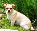 Small Photo #1 Chiranian Puppy For Sale in HEDGESVILLE, WV, USA