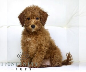 Poodle (Toy) Puppy for sale in LANCASTER, PA, USA