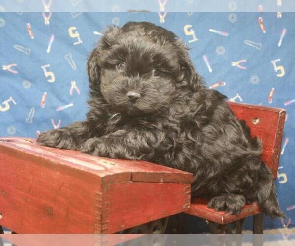 Medium Photo #5 ShihPoo Puppy For Sale in SHAWNEE, OK, USA