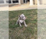 Puppy Cry Baby American Bully