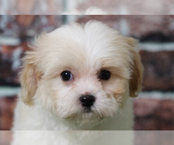 Medium Photo #1 Cavachon Puppy For Sale in BEL AIR, MD, USA