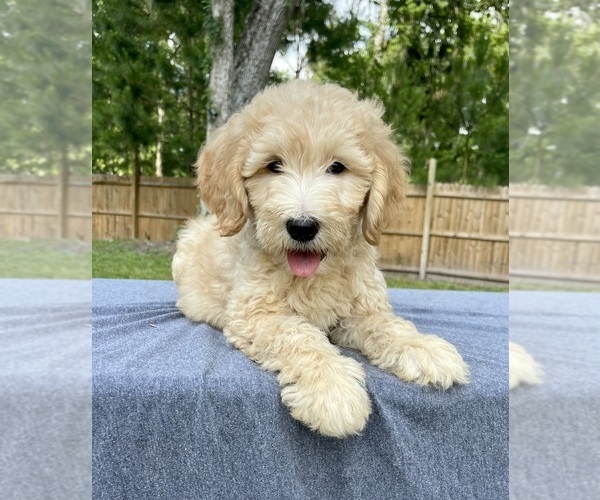 Medium Photo #4 Goldendoodle-Poodle (Standard) Mix Puppy For Sale in OCALA, FL, USA