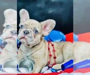 French Bulldog Litter for sale in RICHARDS, TX, USA