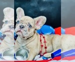 Image preview for Ad Listing. Nickname: Litter of 3