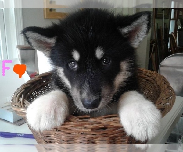 Medium Photo #1 Alaskan Malamute Puppy For Sale in PORT HURON, MI, USA