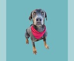*JEFFREY - Male Labrador Retriever Dog for Adoption - Small photo