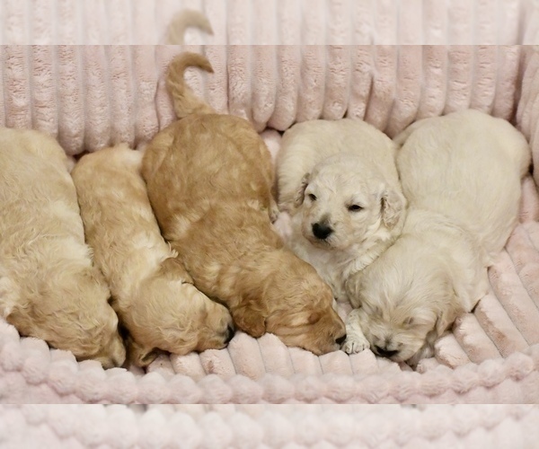 Medium Photo #2 Goldendoodle mix (+ Poodle Standard) Puppy For Sale in HATTIESBURG, MS, USA