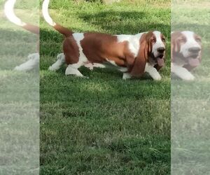 Father of the Basset Hound puppies born on 07/01/2025