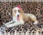 Small #6 Australian Shepherd