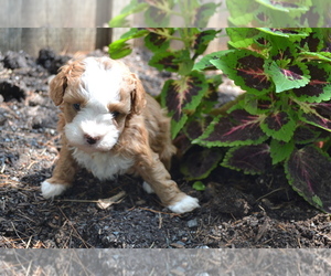Medium Cavapoo-Poodle (Toy) Mix