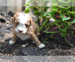 Puppy 2 Cavapoo-Poodle (Toy) Mix