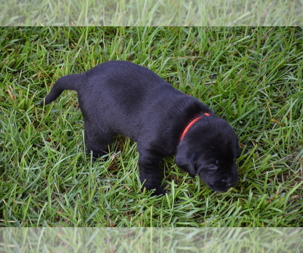 Medium Photo #3 Labrador Retriever Puppy For Sale in RICHMOND HILL, GA, USA