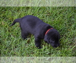 Small Photo #3 Labrador Retriever Puppy For Sale in RICHMOND HILL, GA, USA
