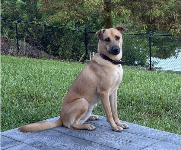 Medium Photo #2 Mutt Puppy For Sale in Naples, FL, USA