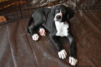 Great Dane Puppy for sale in SCOTTSDALE, AZ, USA